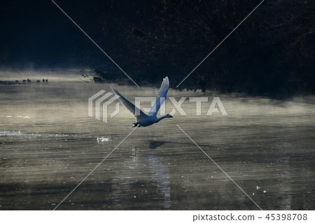 Swan flying to the morning misty river surface 45398708