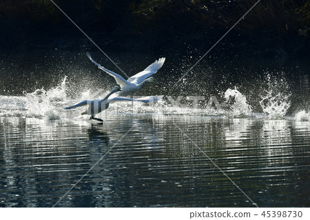 Swan flying to the morning misty river surface Swan flying to the morning misty river surface 45398730