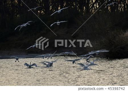 Swan flying to the river surface Swan flying to the river surface 45398742