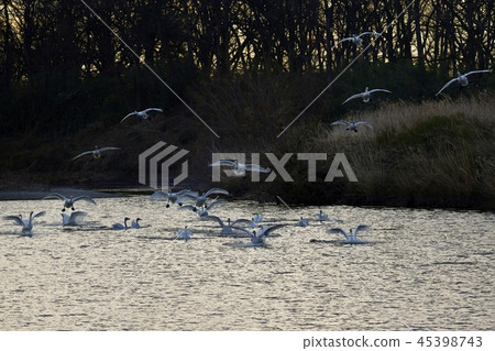 Swan flying to the river surface Swan flying to the river surface 45398743