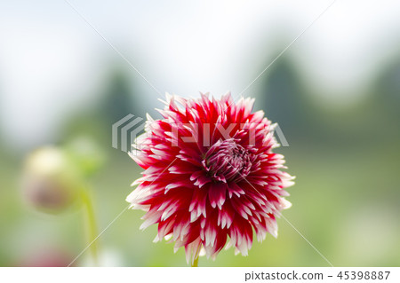 Dahlia STF Dahlia STF 45398887