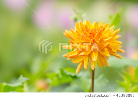 大麗花STF 45398895