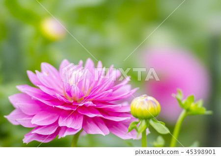 大麗花STF 45398901