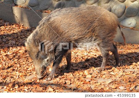boar boar 45399135