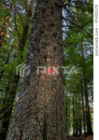 Red star painted on spruce marks the hiking trail to the memorial of Pohorje battalion near Red star painted on spruce marks the hiking trail to the memorial of Pohorje battalion near 45400326