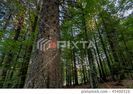 Red star painted on spruce marks the hiking trail to the memorial of Pohorje battalion near 45400328