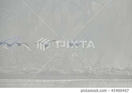Swan flying in the morning misty river surface 45400487