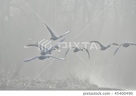 Swan flying in the morning misty river surface Swan flying in the morning misty river surface 45400490