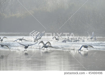 Swan flying in the morning misty river surface Swan flying in the morning misty river surface 45400496