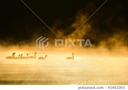Swan on the morning mist river surface Swan on the morning mist river surface 45401003