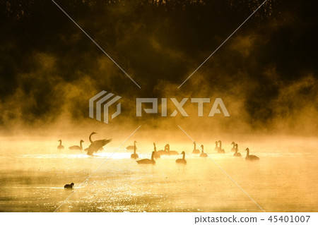 Swan on the morning mist river surface 45401007
