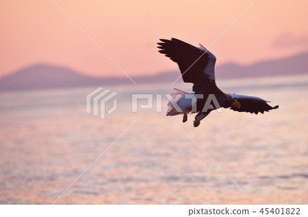 Great eagle flying in the morning sky (Hokkaido, Rausu) 45401822