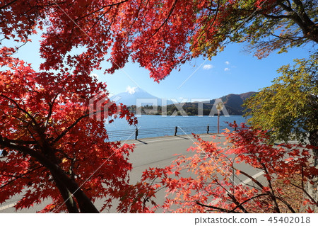 富士和秋葉 45402018