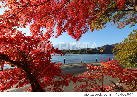 Fuji and autumn leaves 45402044