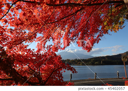 Fuji and autumn leaves 45402057