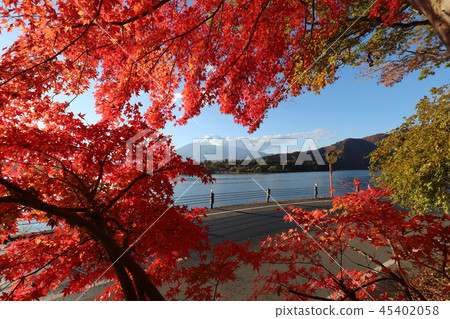 Fuji and autumn leaves 45402058