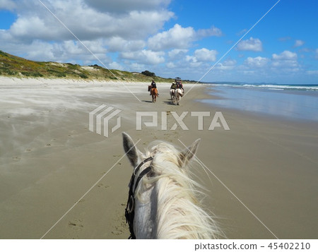 New Zealand Nature Beach Horse Riding New Zealand Nature Beach Horse Riding 45402210