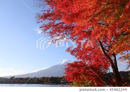 Fuji and autumn leaves Fuji and autumn leaves 45402244