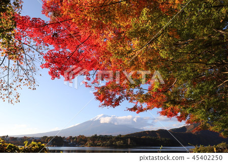 Fuji and autumn leaves 45402250