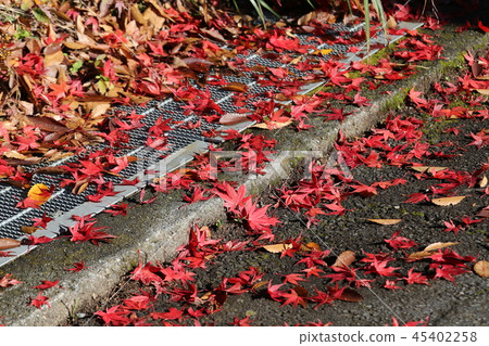 Fuji and autumn leaves 45402258