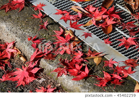 Fuji and autumn leaves 45402259