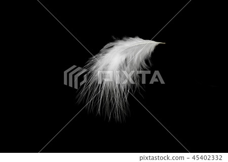 羽毛 羽毛 45402332