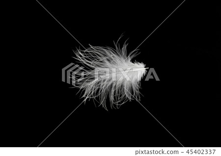 Feathers 45402337