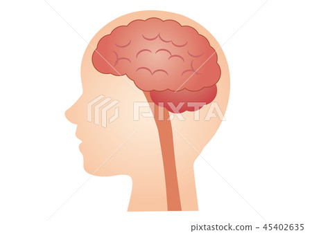 醫學插圖:腦(B) 醫學插圖:腦(B) 45402635