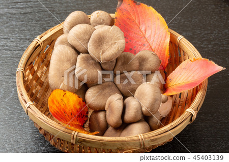 牡蠣蘑菇 牡蠣蘑菇 45403139