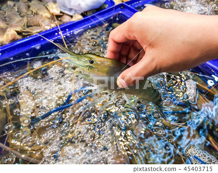 Woman hand picking up shrimp big size at container 45403715