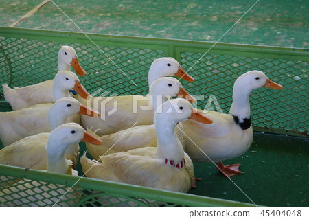 Duck competition Duck competition 45404048