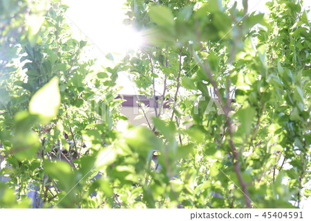 Sunbeams Sunbeams 45404591