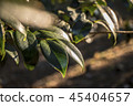 Leaves that receive the setting sun 45404657
