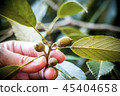 A young acorn 45404658