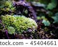 Plants that live in the forest 45404661