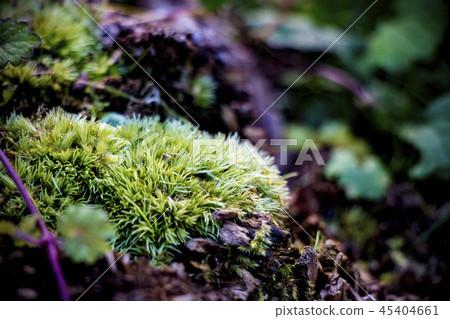 Plants that live in the forest Plants that live in the forest 45404661