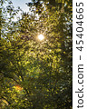 Sunflowing through trees 45404665