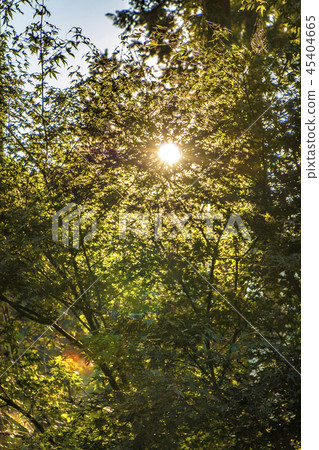 Sunflowing through trees 45404665