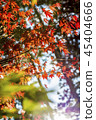 Red and green maple (foliage) 45404666