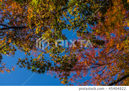 Autumn leaves and blue sky 45404822