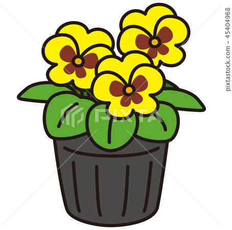 Pansy seedlings 45404968