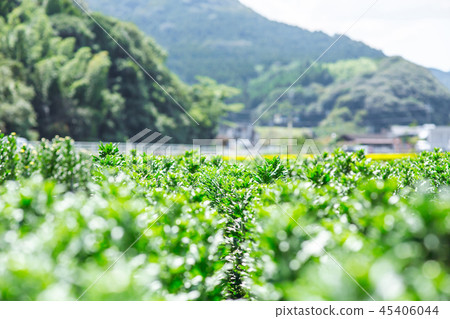 Agriculture  45406044