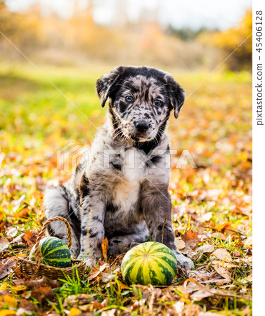 Labrador puppy dog with different color eyes in autumn background 45406128