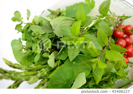 Harvesting vegetables Harvesting vegetables 45406227