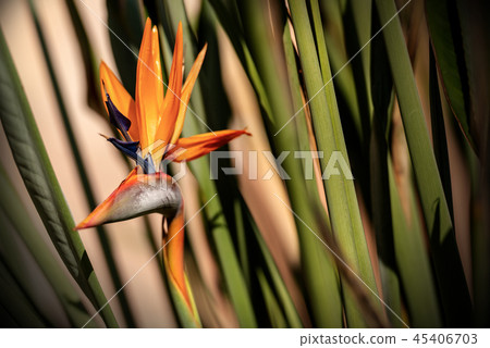 Bird of Paradise flower - Strelitzia Reginae Bird of Paradise flower - Strelitzia Reginae 45406703