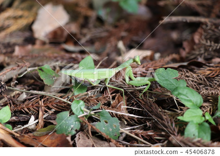Late fall mantis Late fall mantis 45406878