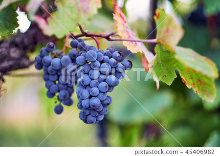 Blue grapes on grapevine in autumn 45406982