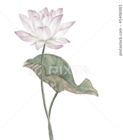 蓮花蓮花淺色 45406983