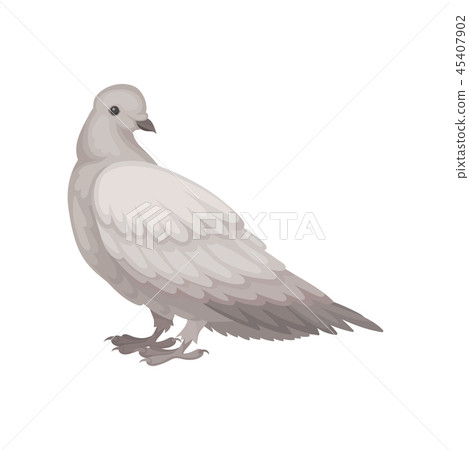 Flat vector icon of gray dove, side view. Bird with small head and short legs. Wild feathered animal 45407902