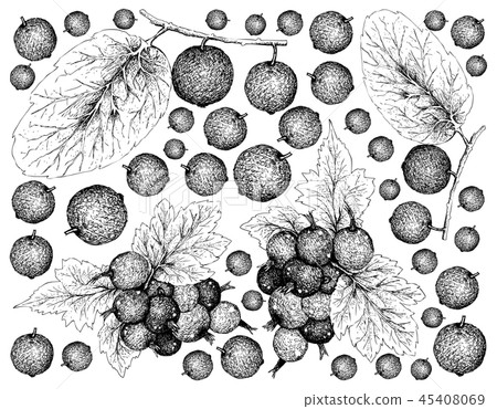 Madagascar Plums and Jostaberries Background Madagascar Plums and Jostaberries Background 45408069